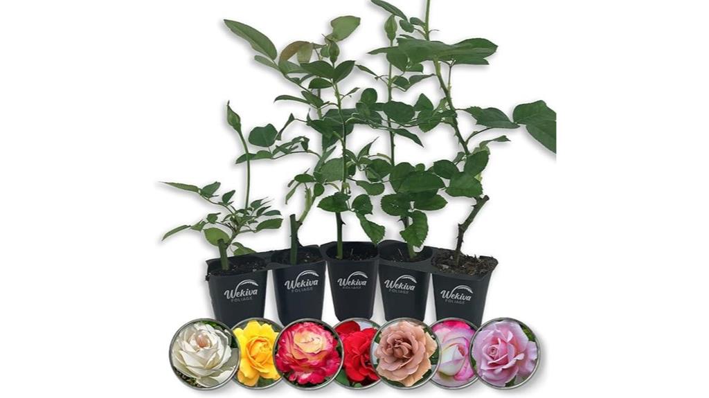 five live rose plants