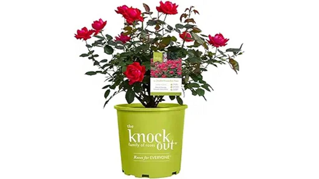 fresh red roses delivery