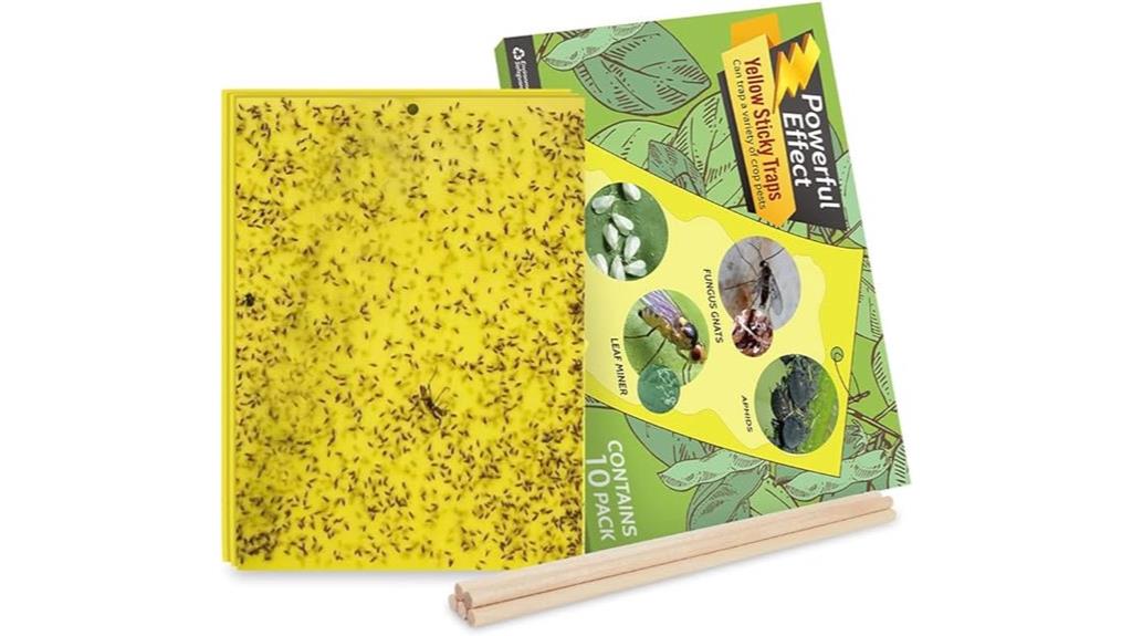 fruit fly sticky traps