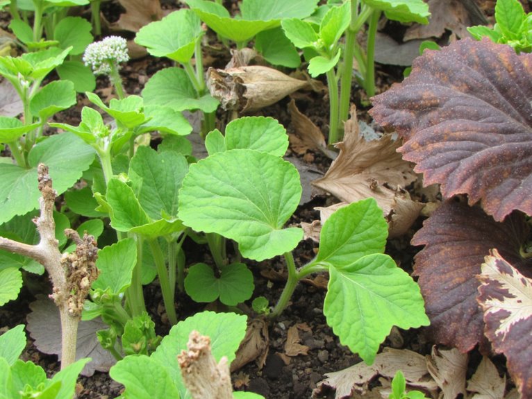 genetic diversity enhances resilience