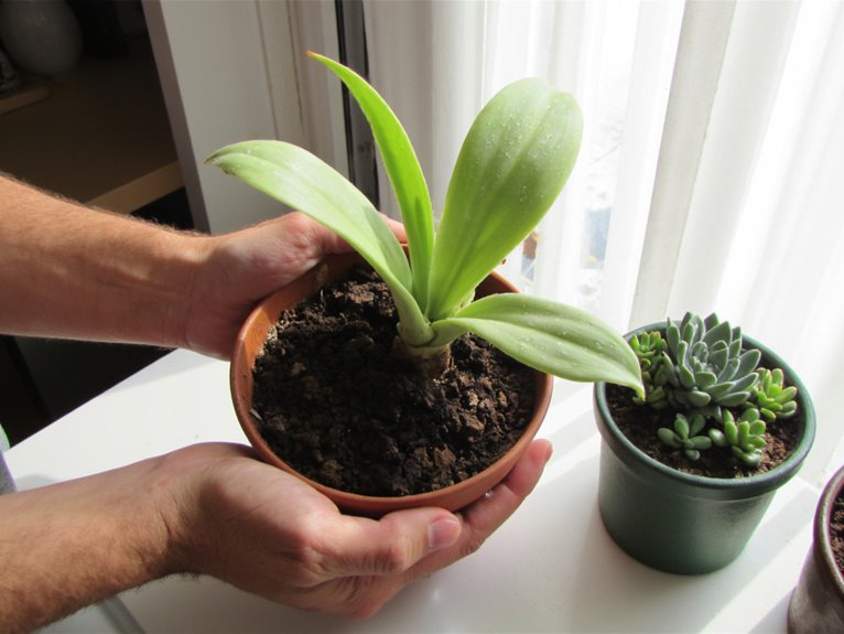 gradual plant acclimation process