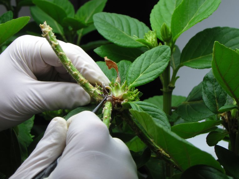 healing torn leaves properly