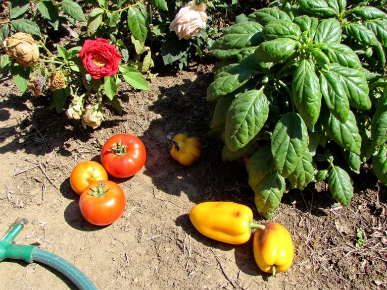 heat stress affects photosynthesis