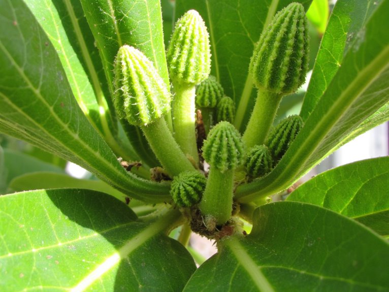 hormones regulate plant responses