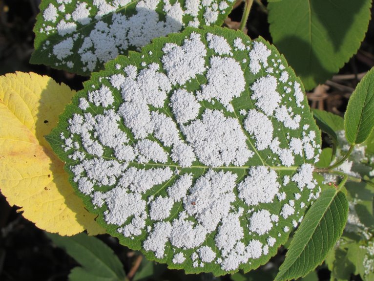 identify and treat mildew