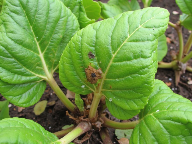identify plant distress signals
