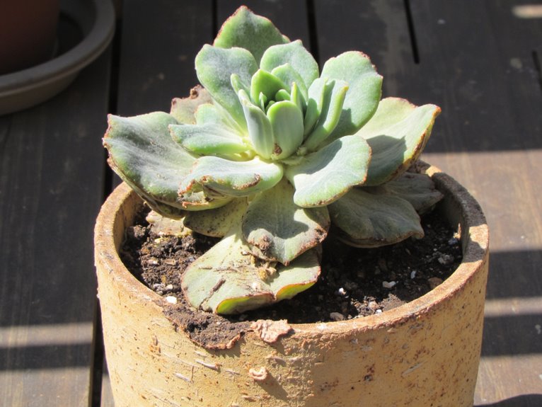 identifying drought stress signs