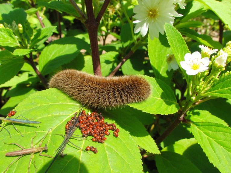identifying harmful garden insects