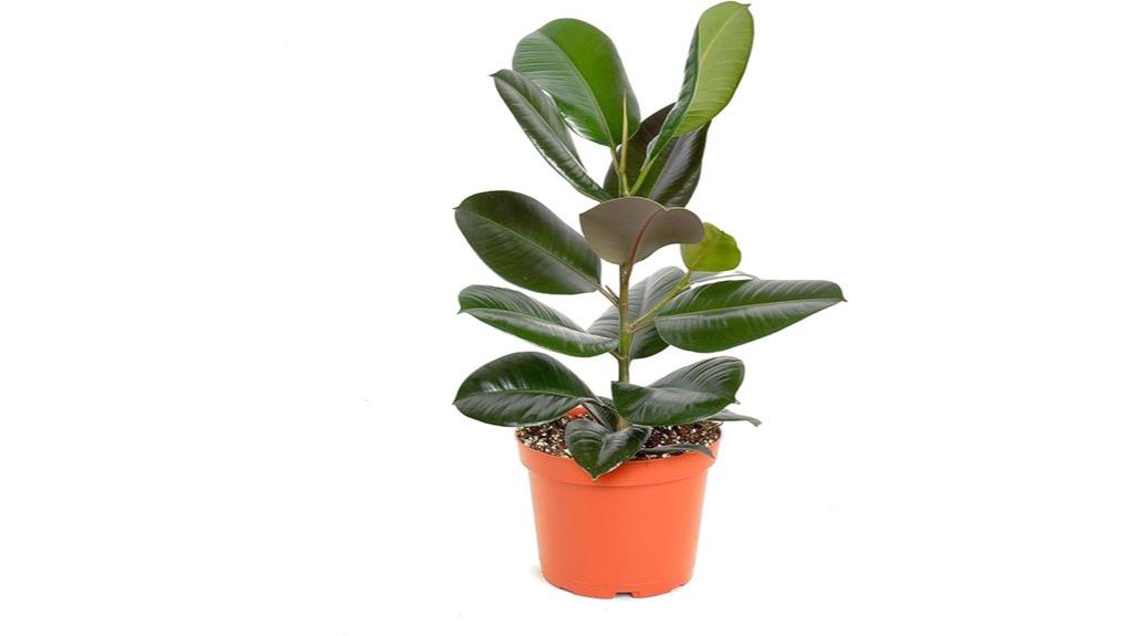 indoor ficus burgundy plant