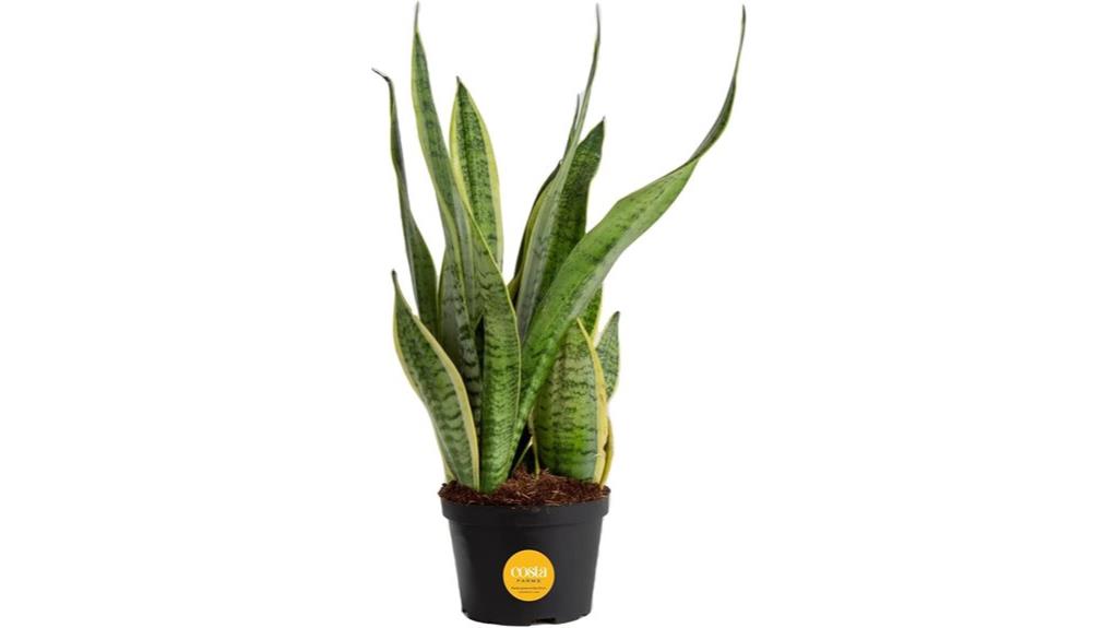 indoor live snake plant