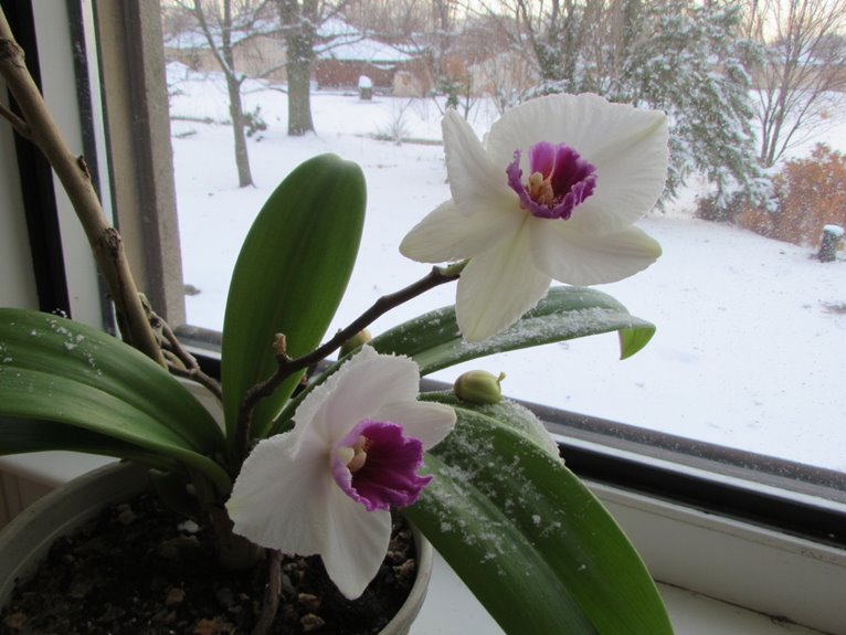 indoor plant temperature protection