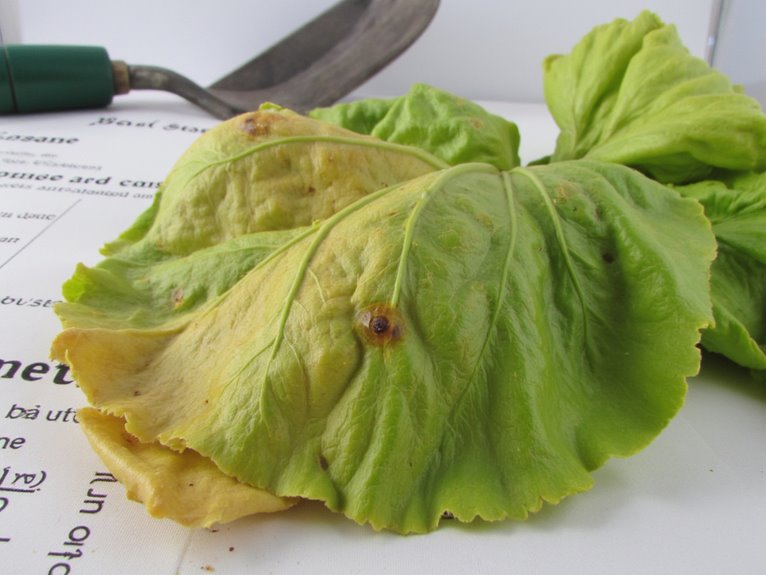 integrated management of bacterial diseases