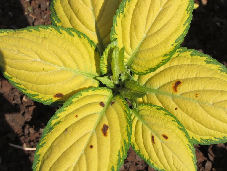 iron availability in soils