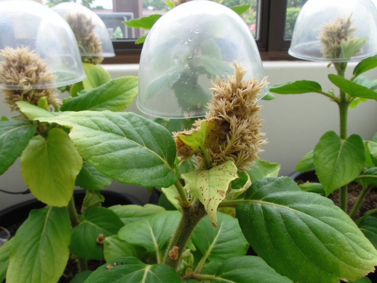 isolate infected plants quickly