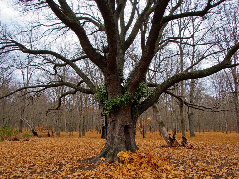 leaf loss causes assessment