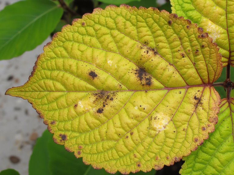 leaf symptoms disease diagnosis