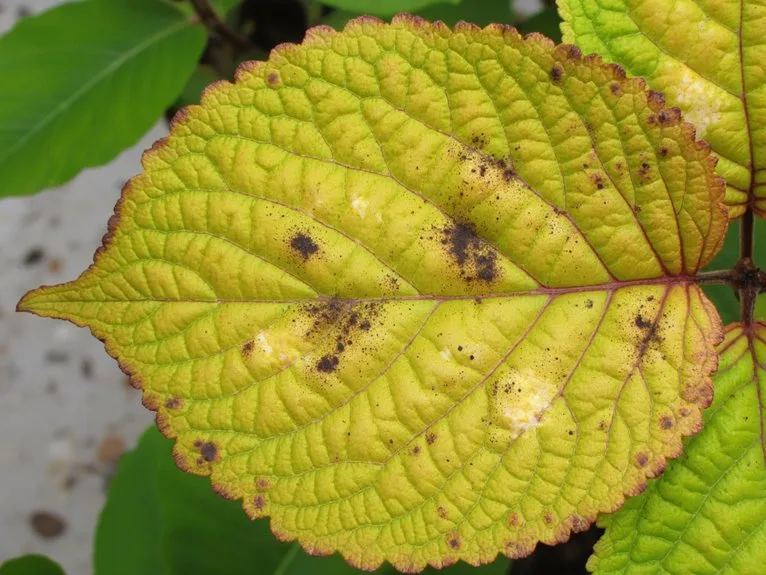 leaf symptoms disease diagnosis