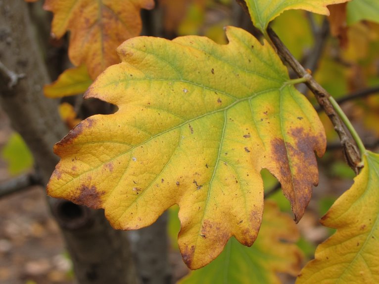 leaf symptoms indicate deficiencies