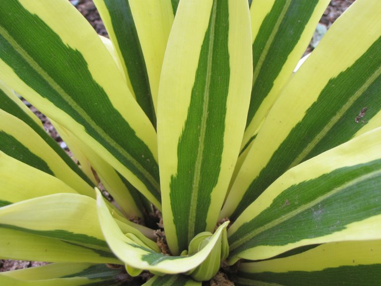 light green yellowing leaves