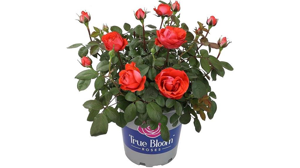 live orange rose plant