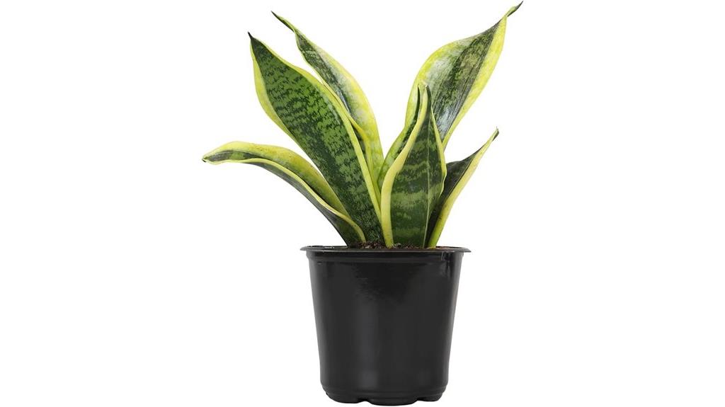 live snake plant variety