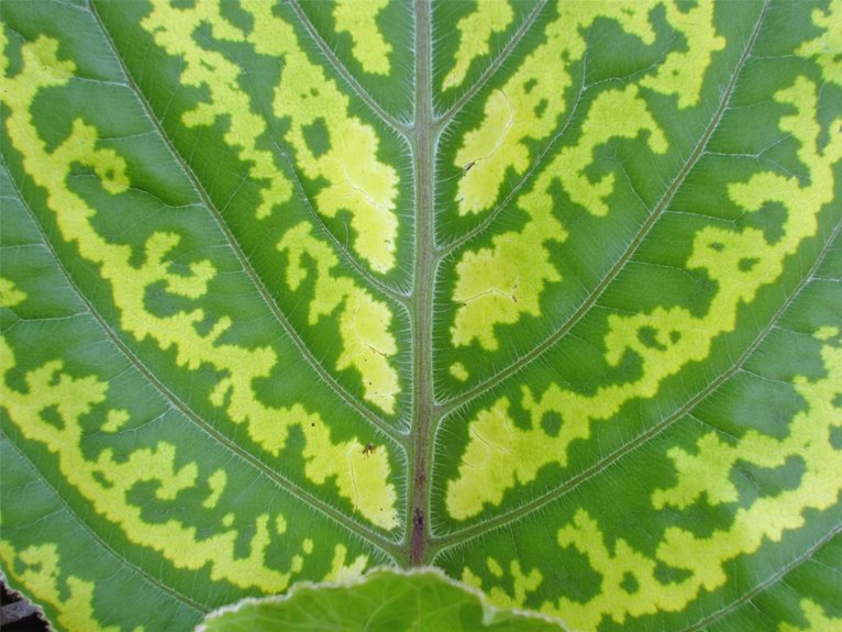 magnesium deficiency causes yellowing