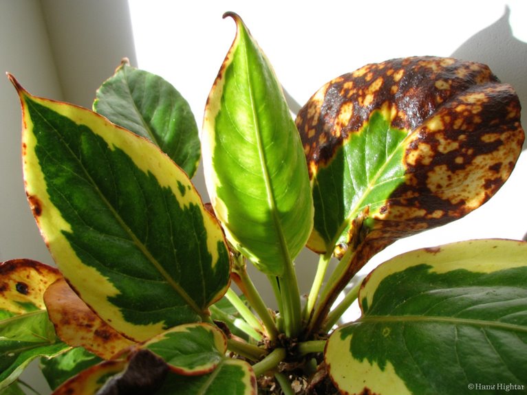 managing indoor plant sunlight