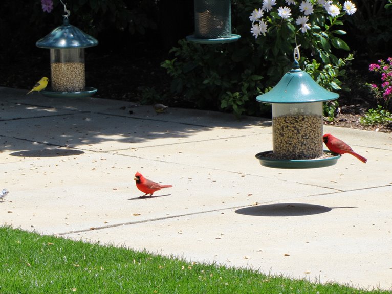 mess free bird seed options