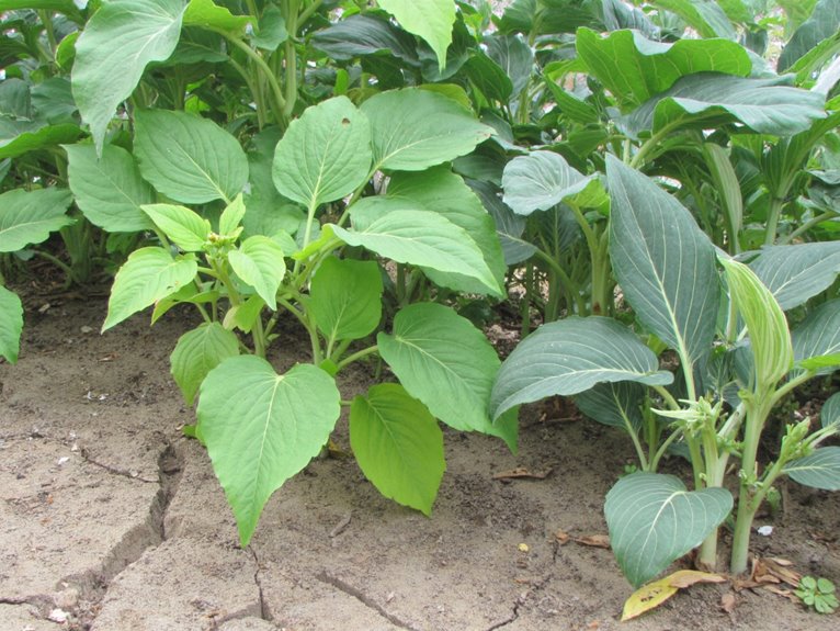 micronutrient deficiencies disrupt growth