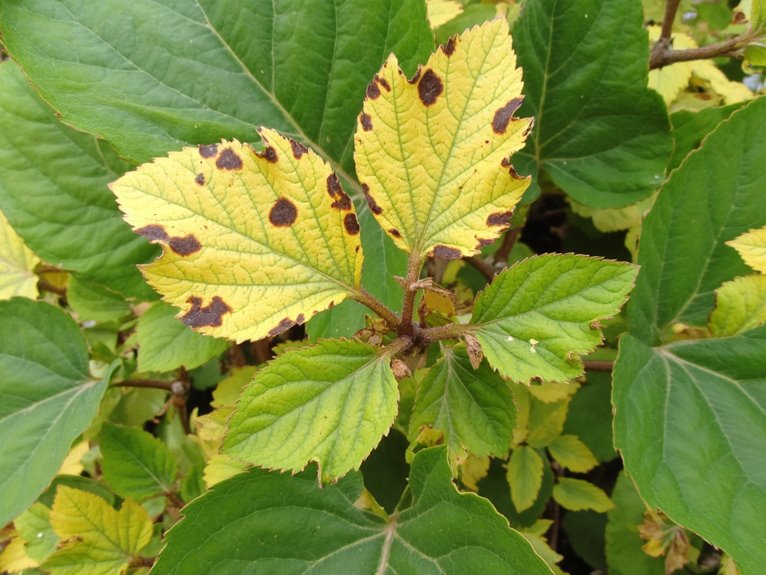 micronutrient deficiency symptoms identified