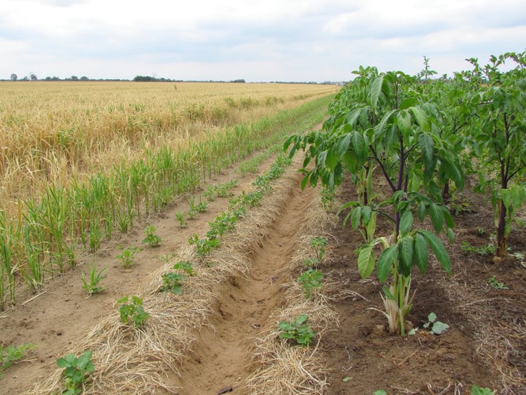 mid season nutrient deficiencies detrimental