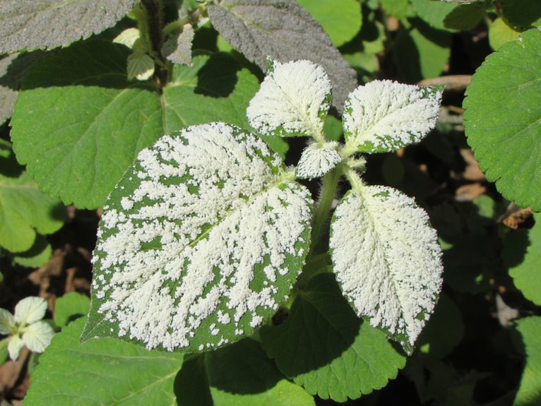 mildew identification and differences