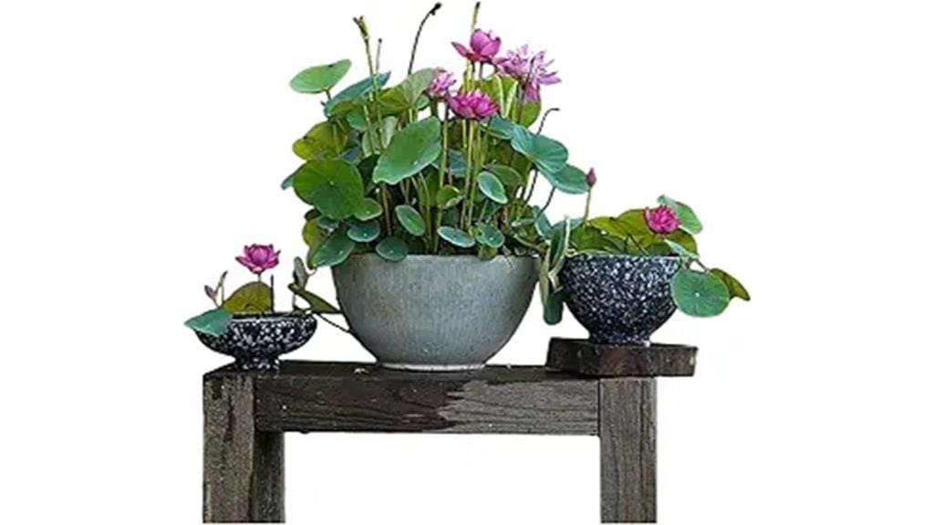 mixed color lotus seeds