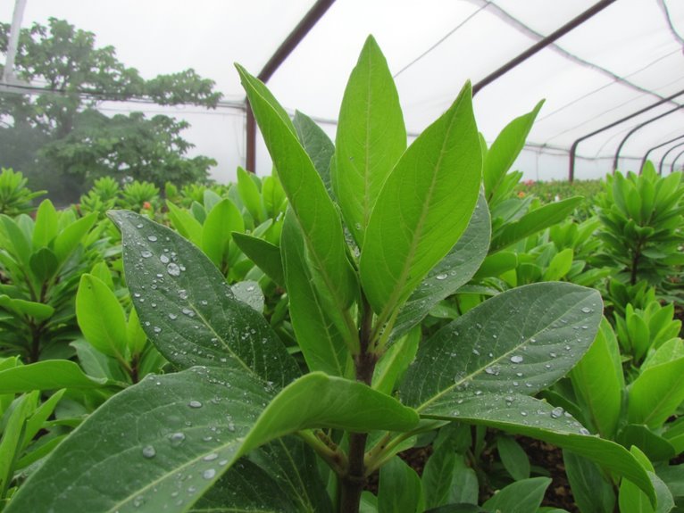 moisture balance for plant health