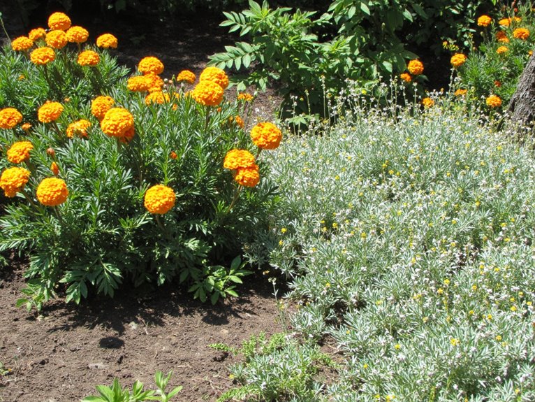 natural mosquito repellent garden plants