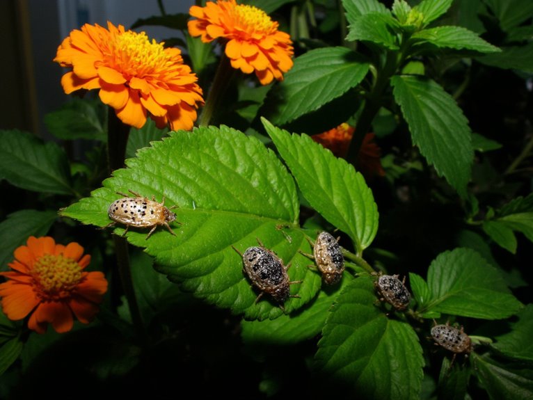 natural pest control solution