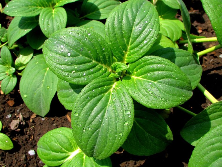 natural plant health strategies