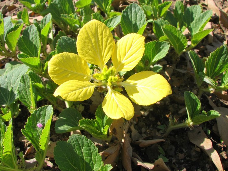 natural remedies for yellowing