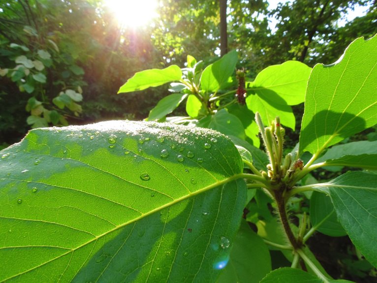 neem oil enhances plant immunity