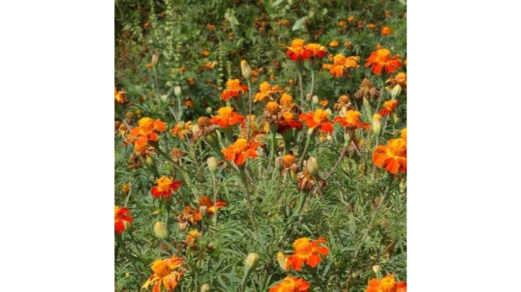 nematode repelling marigold seeds