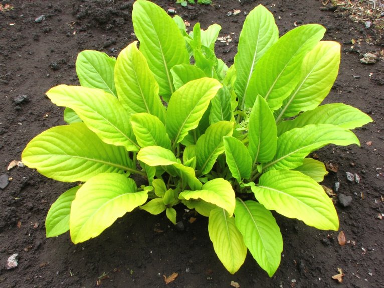 nitrogen availability issues explained
