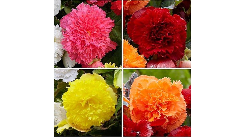 non gmo carnation seeds