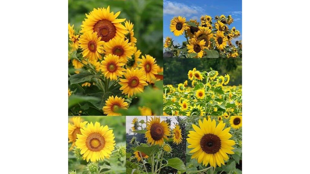 non gmo sunflower seeds