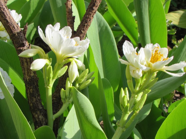 nursing sick garden plants