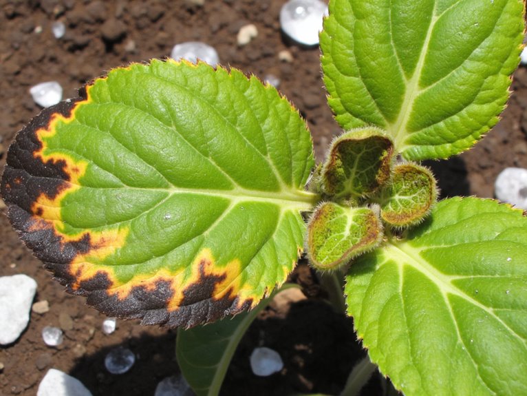 nutrient burn in plants