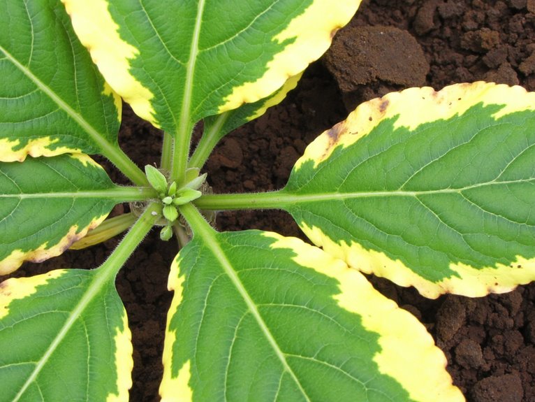 nutrient deficiencies in plants