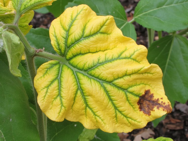 nutrient shortages in plants