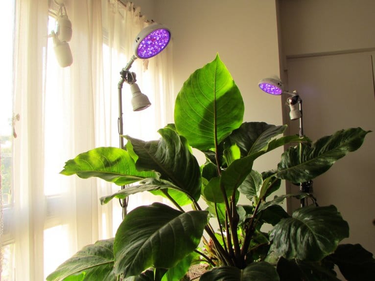 optimal lighting for fiddle leafs