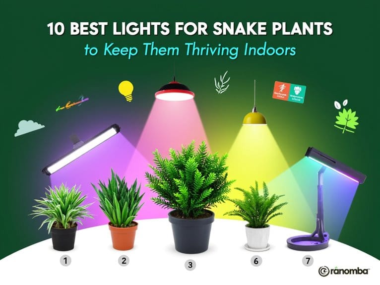 optimal lighting for snake plants