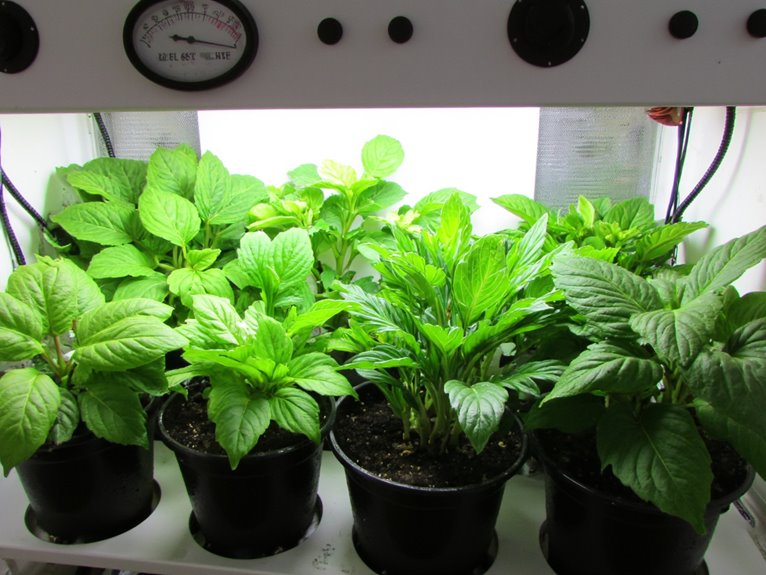 optimal plant recovery conditions